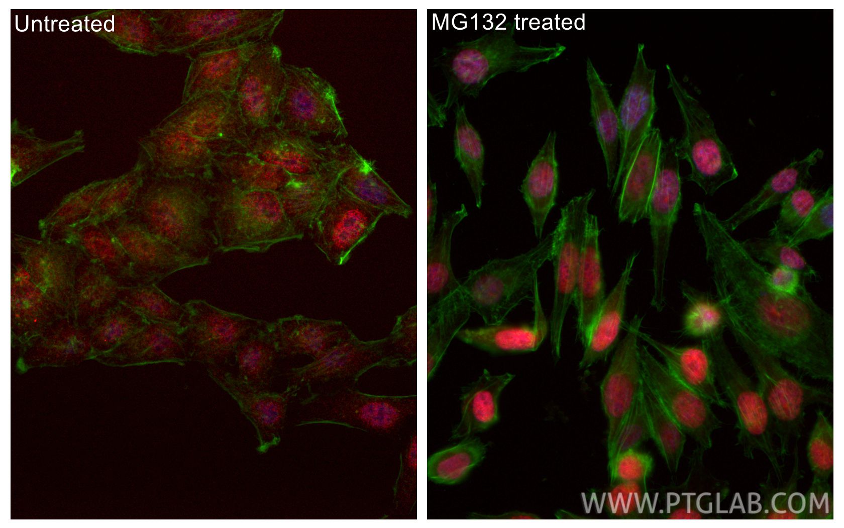 Immunofluorescence (IF) / fluorescent staining of HepG2 cells using CoraLite®594-conjugated NRF2, NFE2L2 Recombinant m (CL594-80593)
