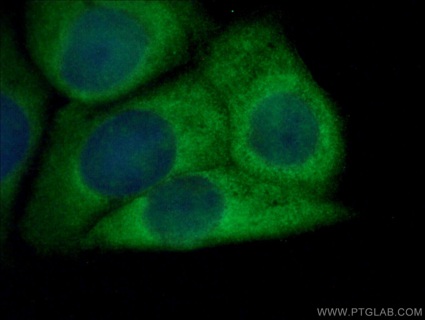 Immunofluorescence (IF) / fluorescent staining of MCF-7 cells using NRG1, isoform SMDF Polyclonal antibody (10527-1-AP)