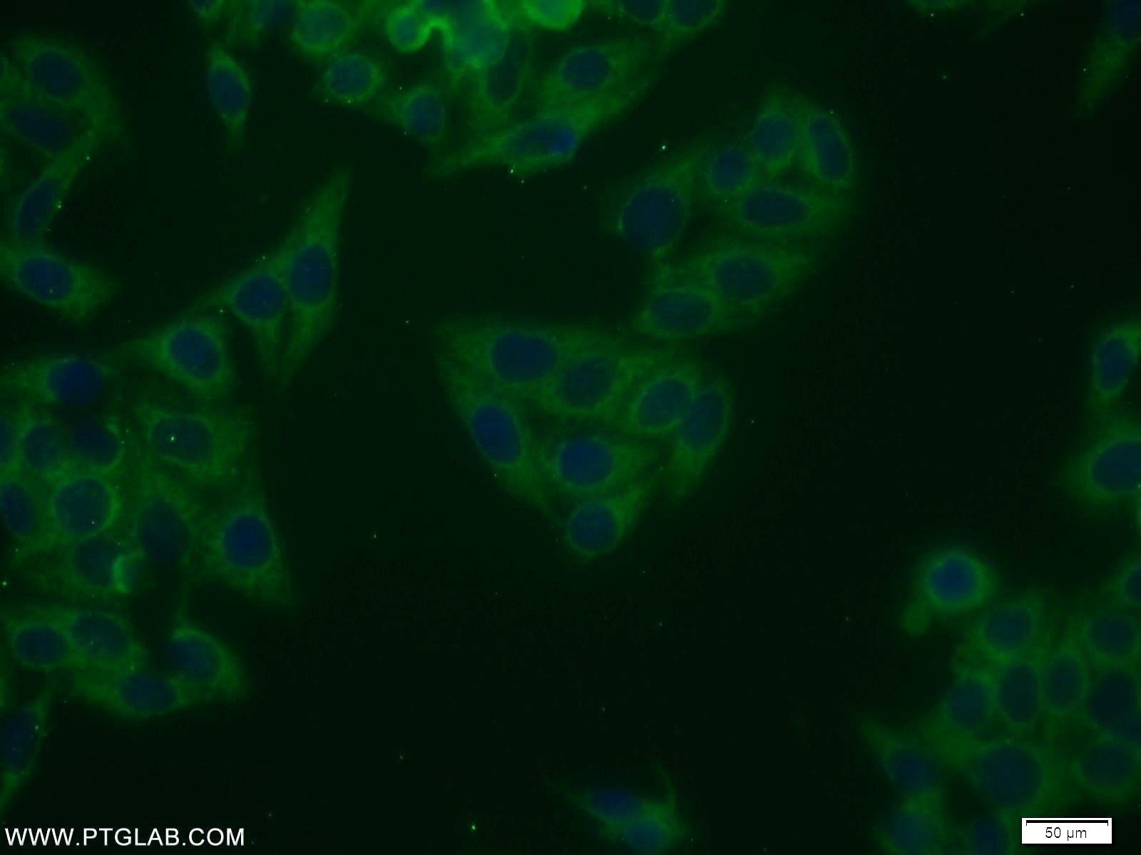 Immunofluorescence (IF) / fluorescent staining of HepG2 cells using NRG1 Polyclonal antibody (10527-1-AP)