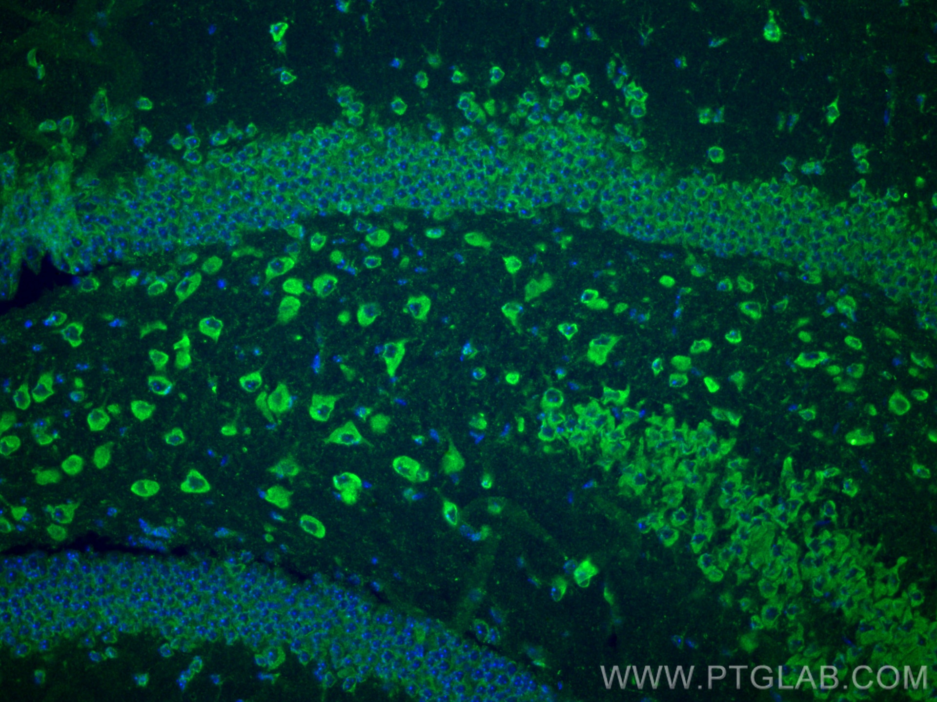 Immunofluorescence (IF) / fluorescent staining of mouse brain tissue using NRG1, isoform SMDF Polyclonal antibody (10527-1-AP)