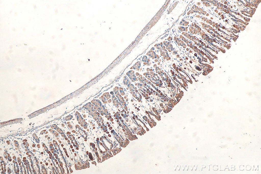 IHC staining of mouse stomach using 10527-1-AP