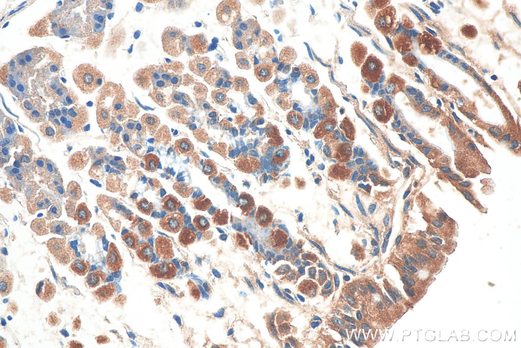 Immunohistochemistry (IHC) staining of mouse stomach tissue using NRG1, isoform SMDF Polyclonal antibody (10527-1-AP)