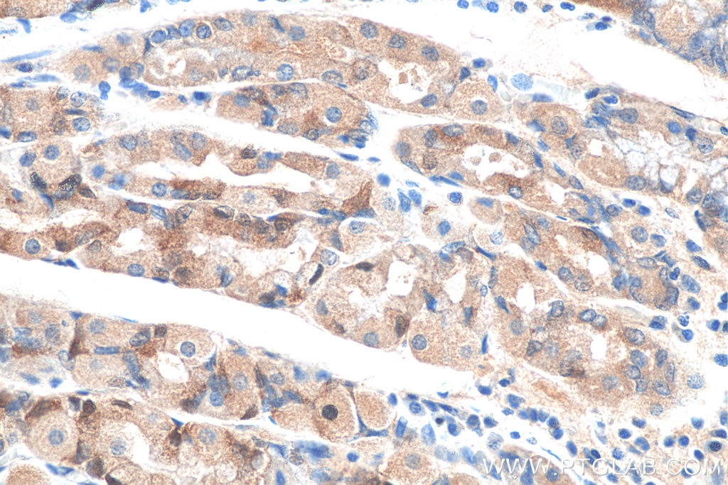 Immunohistochemistry (IHC) staining of human stomach tissue using NRG1, isoform SMDF Polyclonal antibody (10527-1-AP)