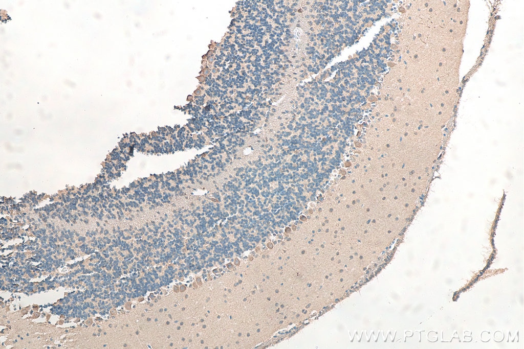 Immunohistochemistry (IHC) staining of mouse cerebellum tissue using NRG1, isoform SMDF Polyclonal antibody (10527-1-AP)