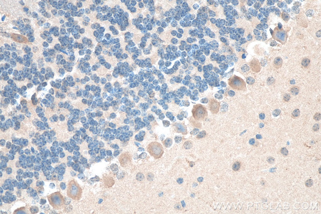 Immunohistochemistry (IHC) staining of mouse cerebellum tissue using NRG1, isoform SMDF Polyclonal antibody (10527-1-AP)