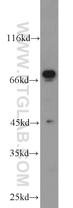 Western Blot (WB) analysis of mouse liver tissue using NRG1 Polyclonal antibody (10527-1-AP)