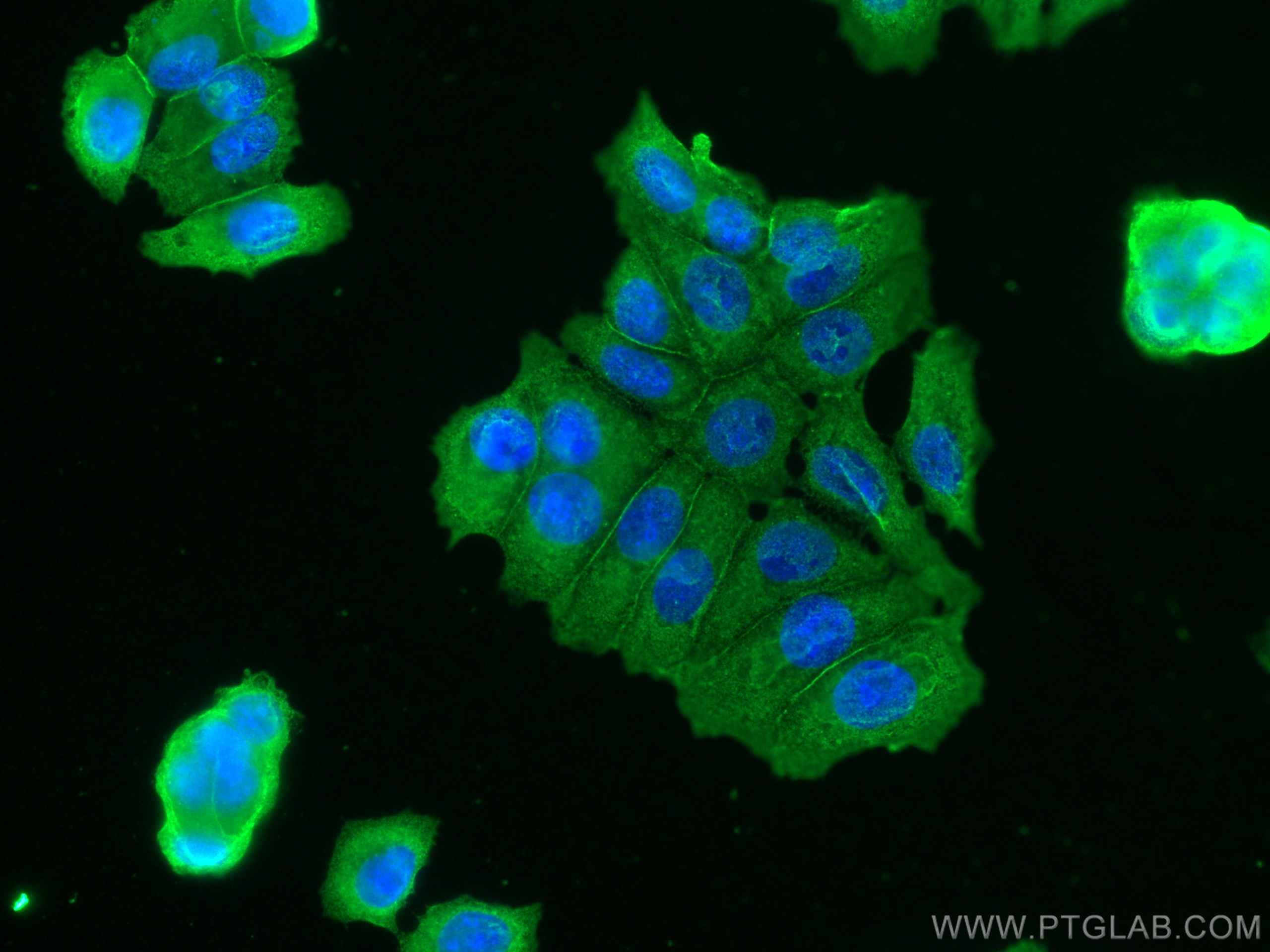 Immunofluorescence (IF) / fluorescent staining of MCF-7 cells using NRG1 Monoclonal antibody (66492-1-Ig)