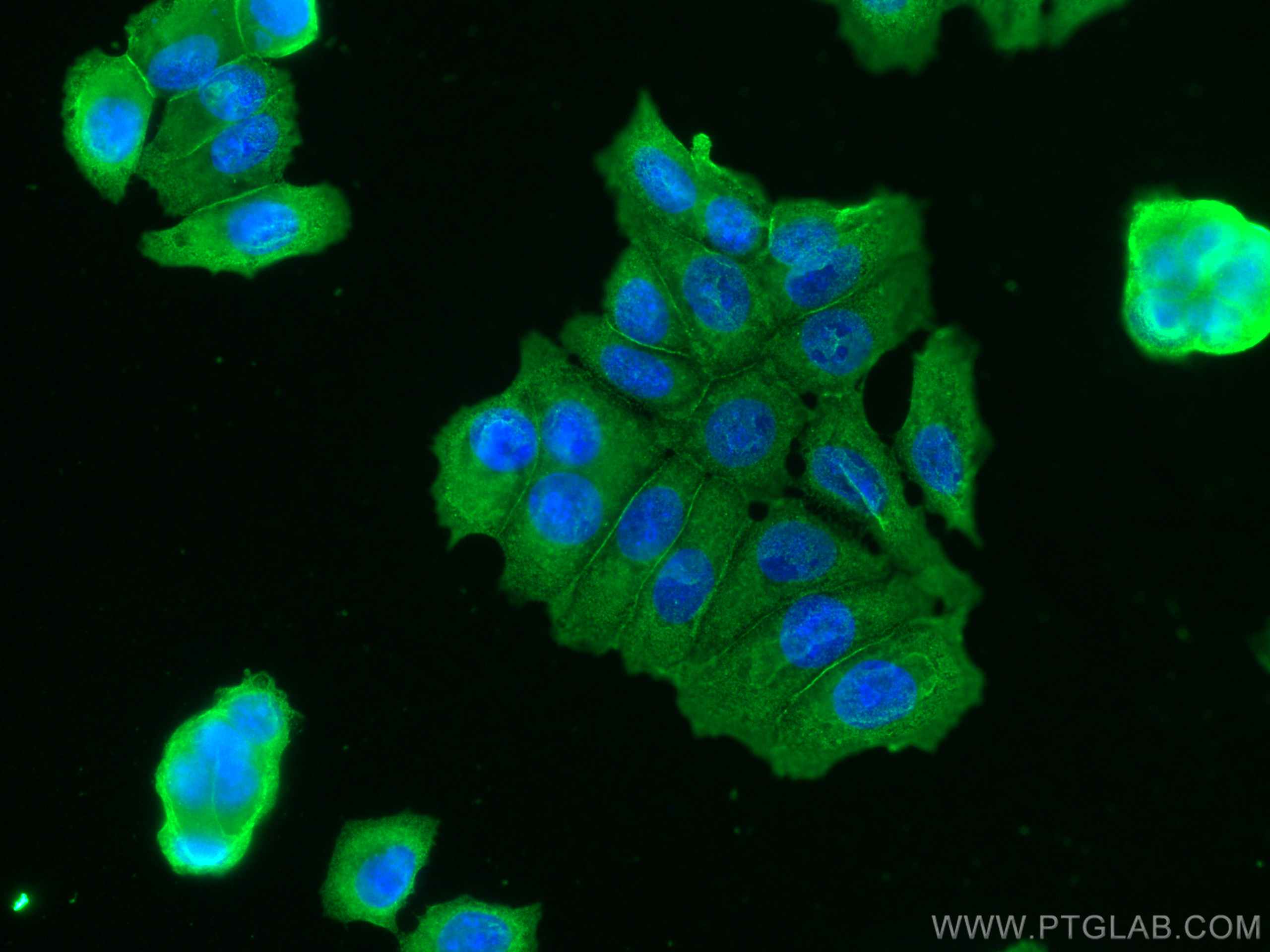 Immunofluorescence (IF) / fluorescent staining of MCF-7 cells using NRG1, isoform SMDF Monoclonal antibody (66492-1-Ig)