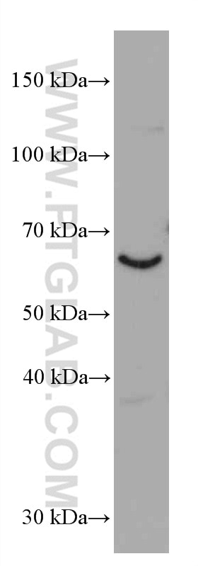 Western Blot (WB) analysis of HepG2 cells using NRG1, isoform SMDF Monoclonal antibody (66492-1-Ig)