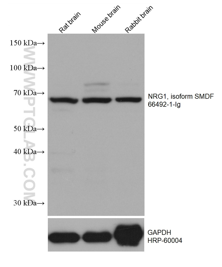Western Blot (WB) analysis of various lysates using NRG1 Monoclonal antibody (66492-1-Ig)