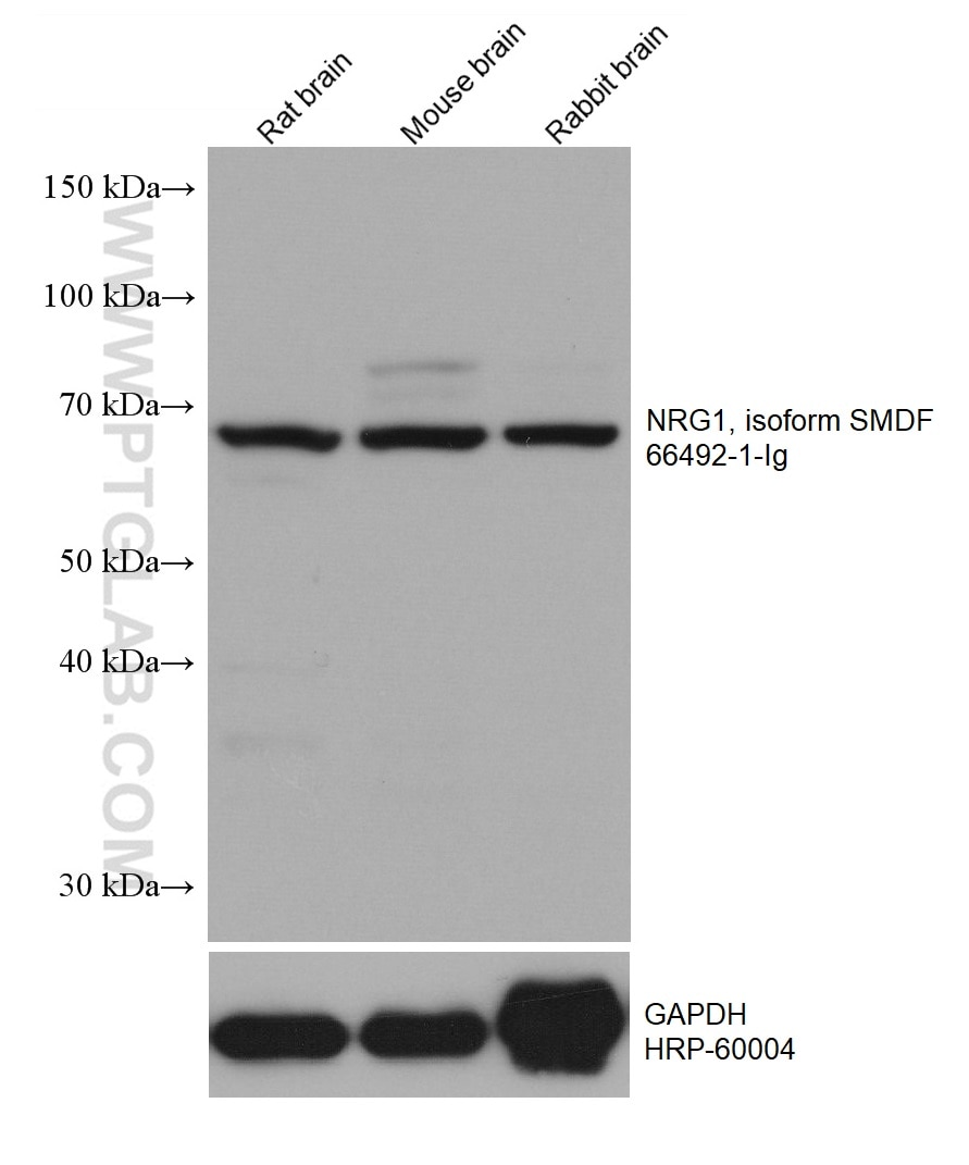 Western Blot (WB) analysis of various lysates using NRG1, isoform SMDF Monoclonal antibody (66492-1-Ig)