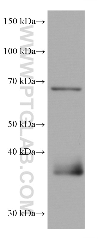 Western Blot (WB) analysis of pig cerebellum tissue using NRG1 Monoclonal antibody (66492-1-Ig)