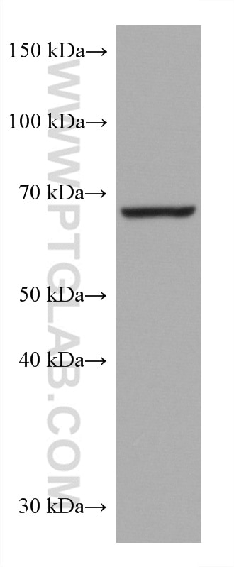 Western Blot (WB) analysis of mouse cerebellum tissue using NRG1, isoform SMDF Monoclonal antibody (66492-1-Ig)