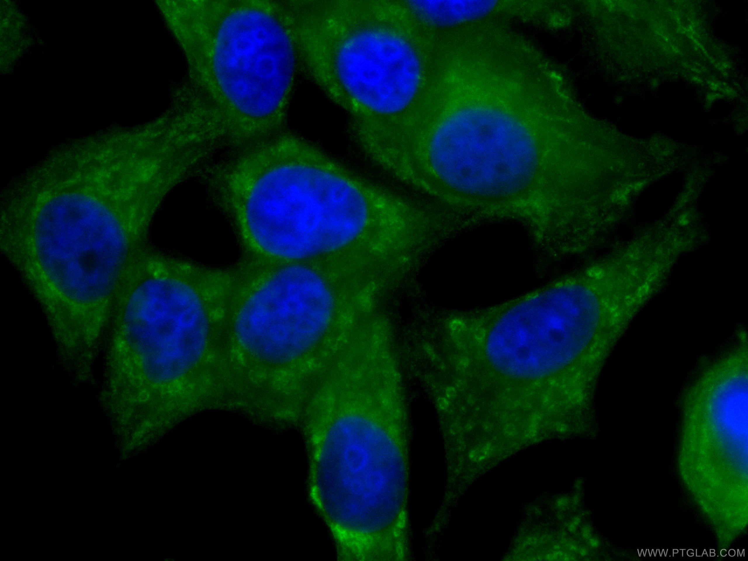 Immunofluorescence (IF) / fluorescent staining of MCF-7 cells using CoraLite® Plus 488-conjugated NRG1, isoform SMDF M (CL488-66492)