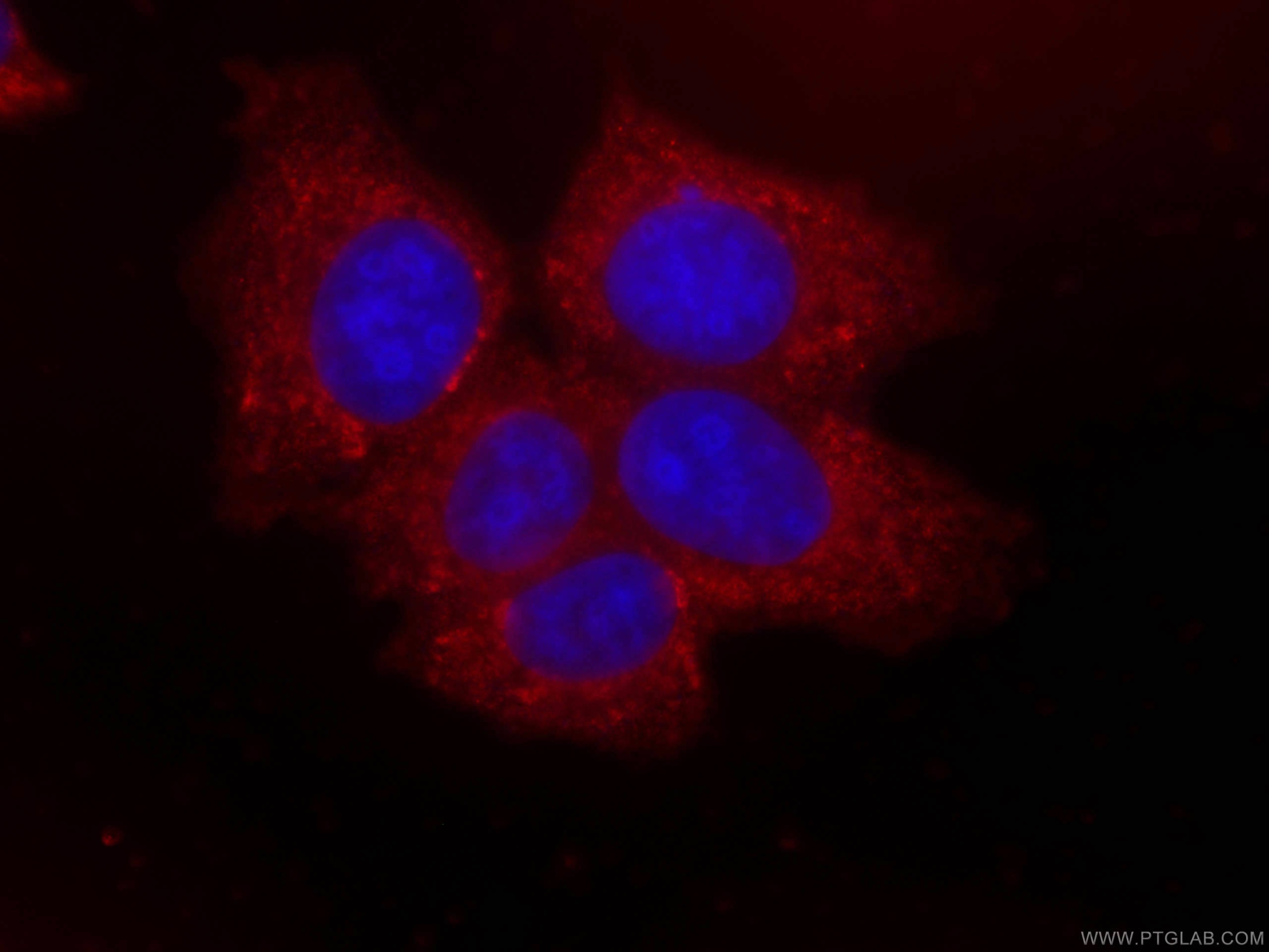 Immunofluorescence (IF) / fluorescent staining of MCF-7 cells using CoraLite®594-conjugated NRG1, isoform SMDF Monoclo (CL594-66492)