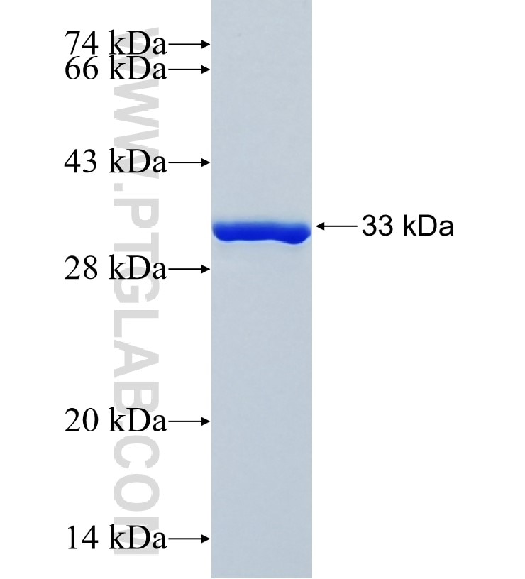 NRG1 fusion protein Ag35114 SDS-PAGE