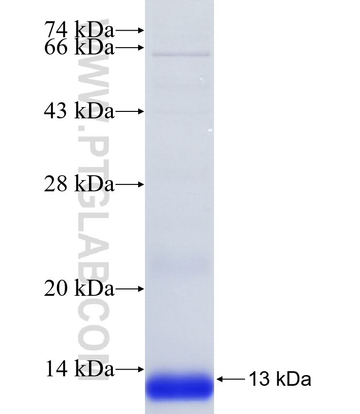 NRG1 fusion protein Ag35128 SDS-PAGE