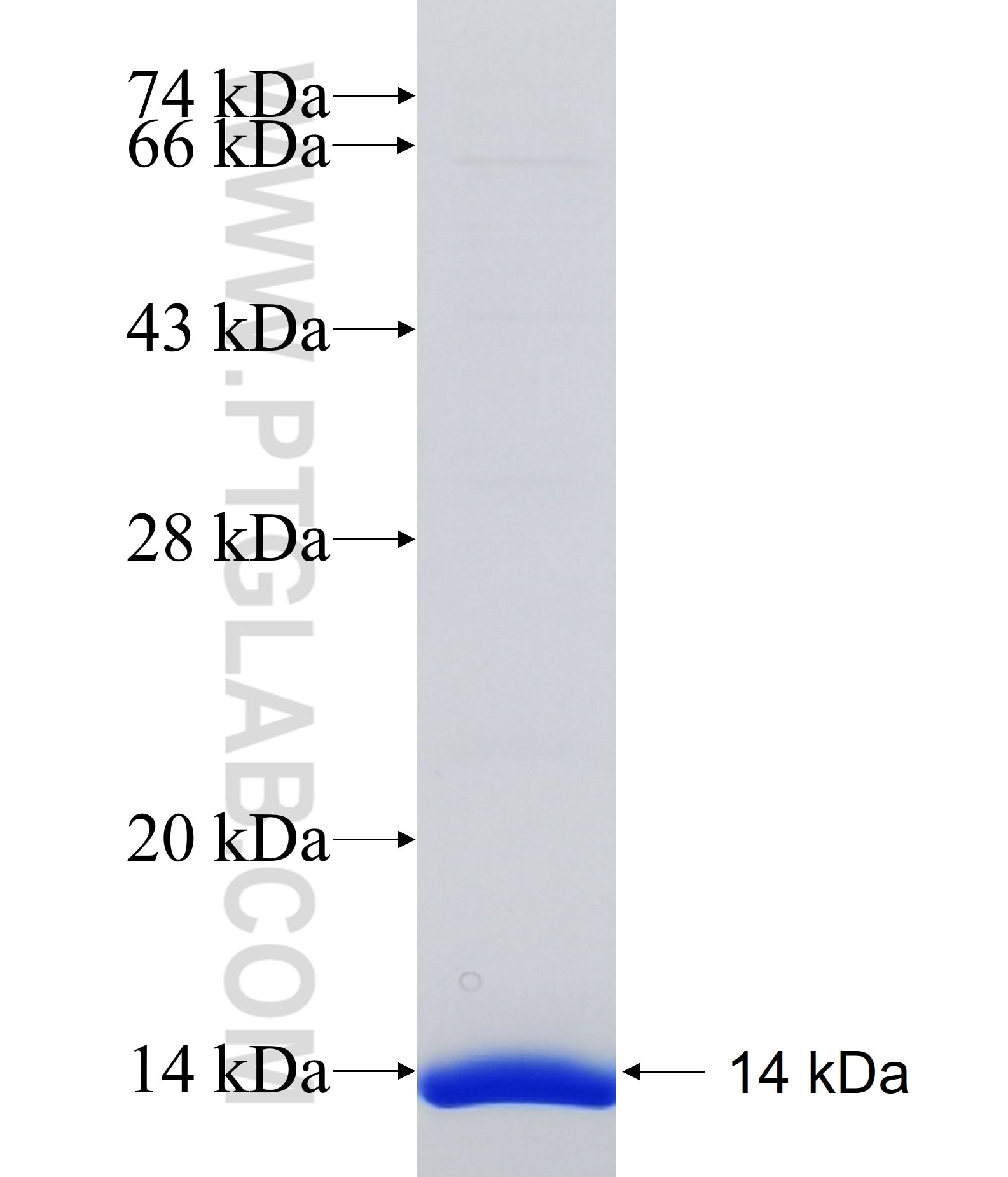 NRG1 fusion protein Ag35129 SDS-PAGE