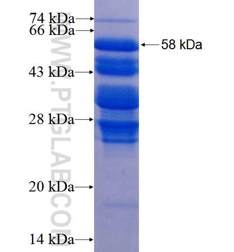 NRG1 fusion protein Ag0803 SDS-PAGE