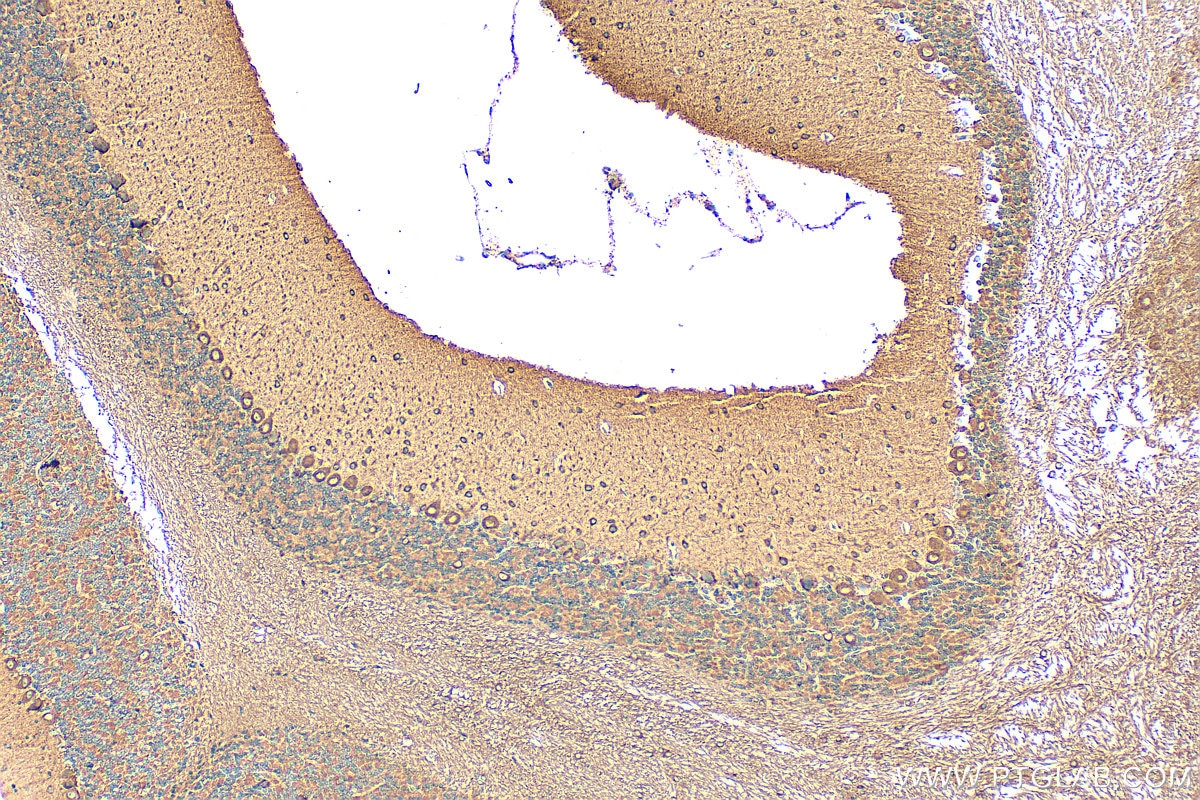 Immunohistochemistry (IHC) staining of mouse cerebellum tissue using NRG1, isoform Alpha Polyclonal antibody (31043-1-AP)