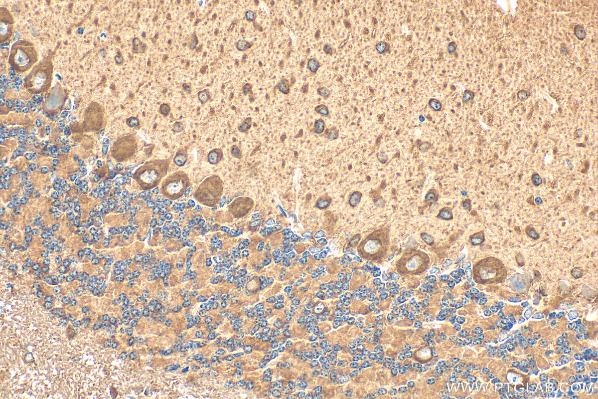 Immunohistochemistry (IHC) staining of mouse cerebellum tissue using NRG1, isoform Alpha Polyclonal antibody (31043-1-AP)