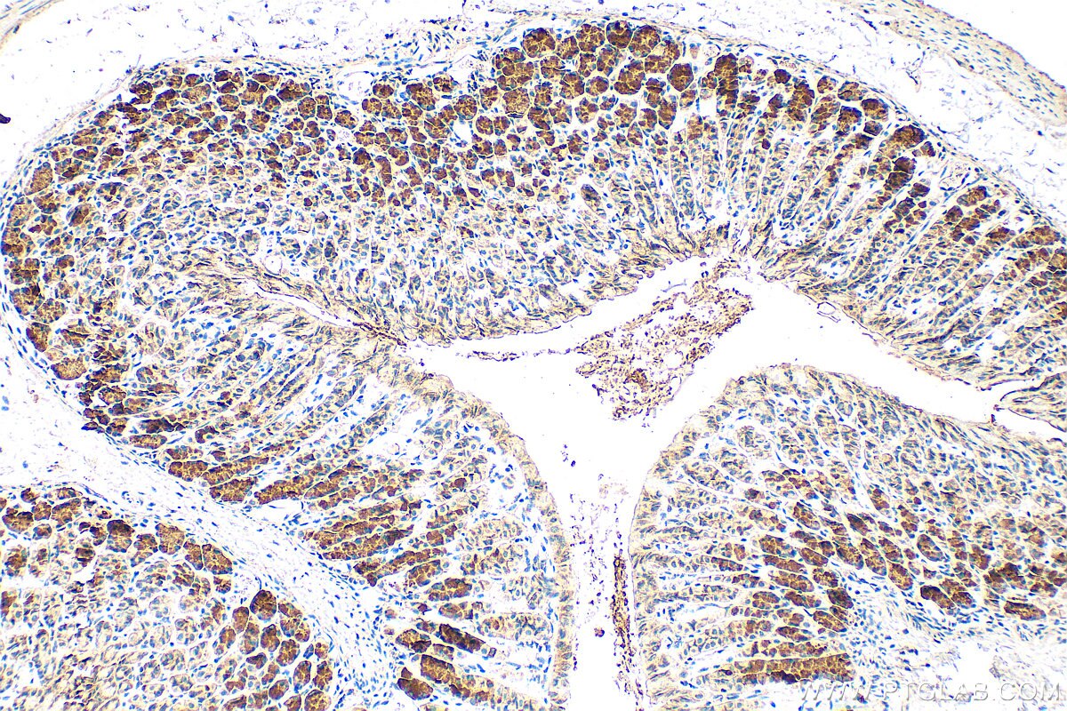 Immunohistochemistry (IHC) staining of mouse stomach tissue using NRG1, isoform Alpha Polyclonal antibody (31043-1-AP)