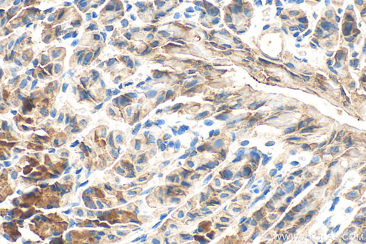 Immunohistochemistry (IHC) staining of mouse stomach tissue using NRG1, isoform Alpha Polyclonal antibody (31043-1-AP)