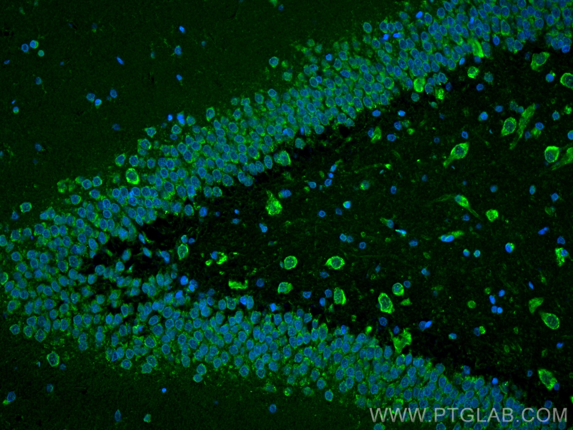 Immunofluorescence (IF) / fluorescent staining of rat brain tissue using NRG1, isoform Alpha Recombinant antibody (83251-2-RR)