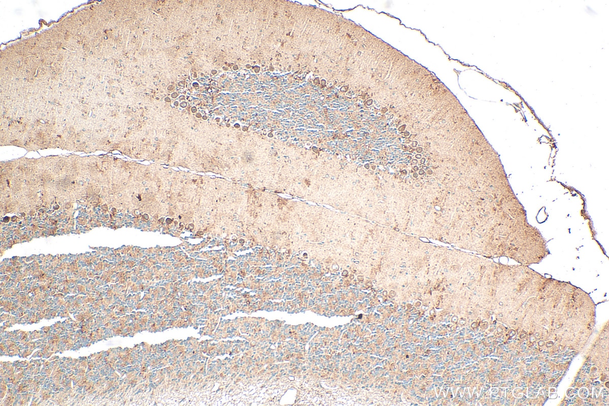 Immunohistochemistry (IHC) staining of mouse cerebellum tissue using NRG1, isoform Beta1 Polyclonal antibody (31147-1-AP)