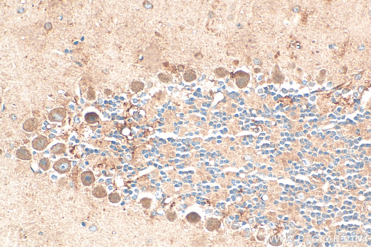 Immunohistochemistry (IHC) staining of mouse cerebellum tissue using NRG1, isoform Beta1 Polyclonal antibody (31147-1-AP)