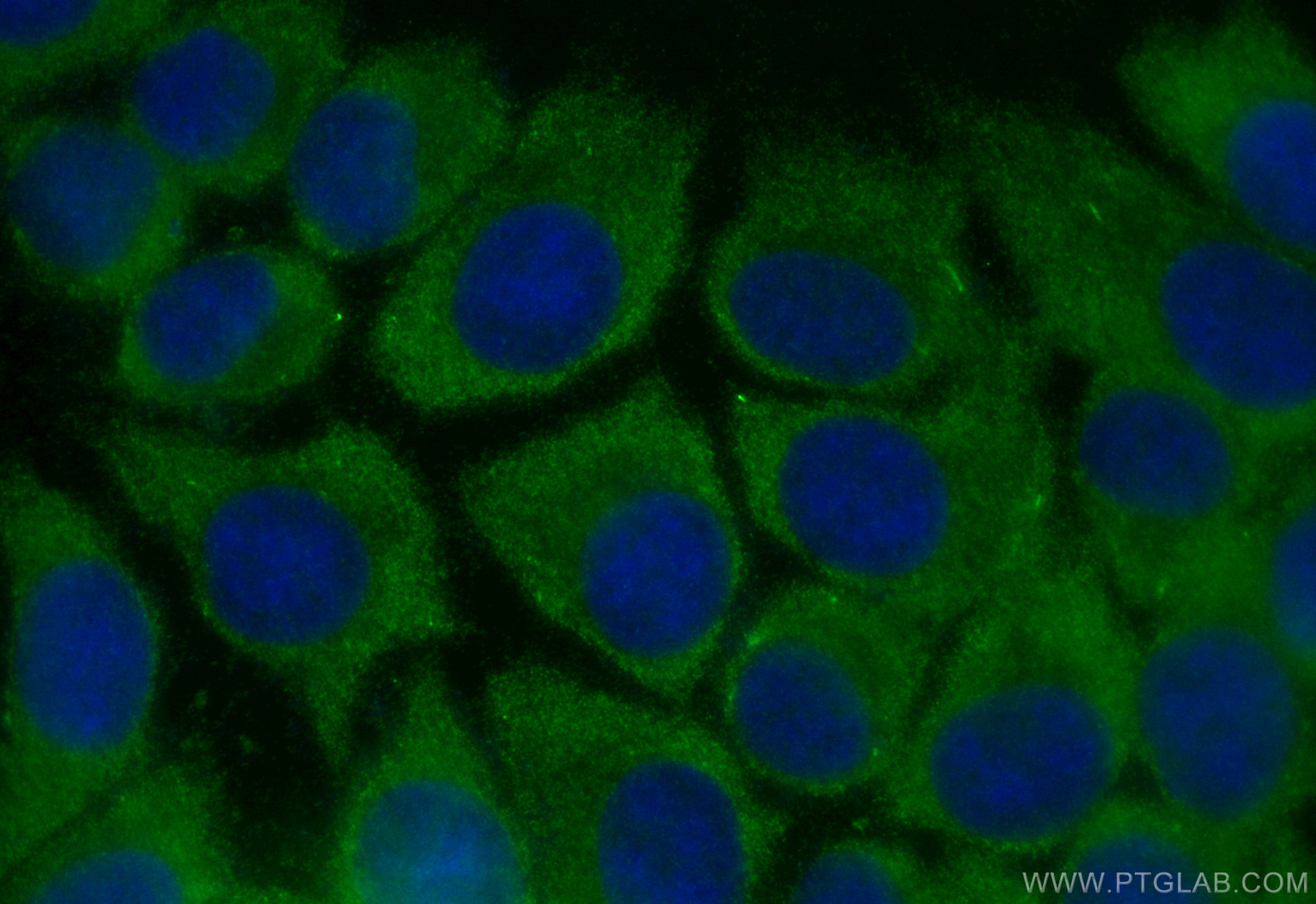 Immunofluorescence (IF) / fluorescent staining of MCF-7 cells using CoraLite® Plus 488-conjugated NRG1, isoform SMDF R (CL488-83323-6)
