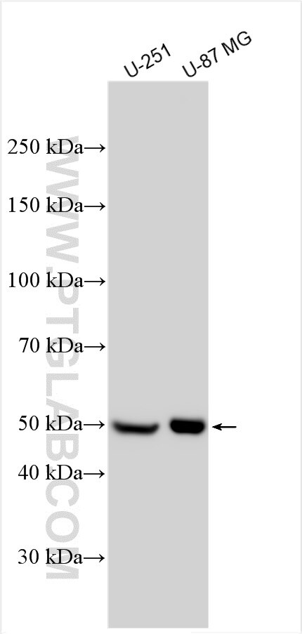 Western Blot (WB) analysis of various lysates using NRG2 Polyclonal antibody (20690-1-AP)