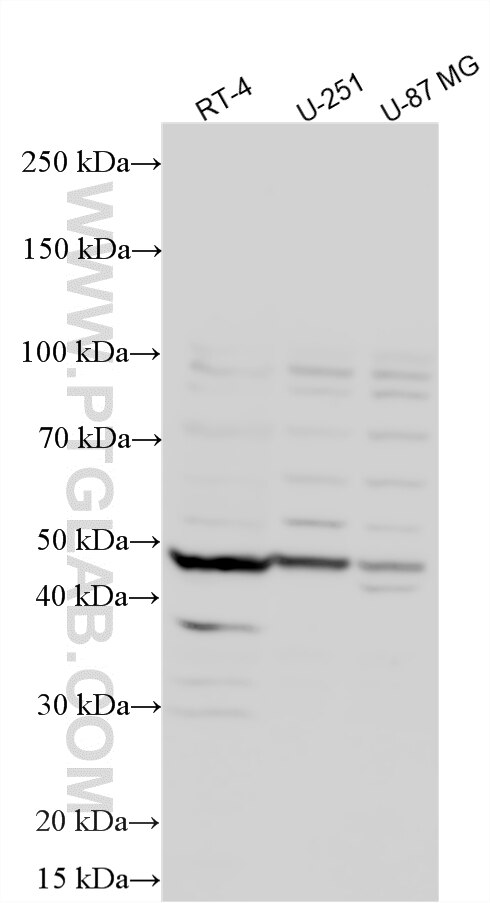 WB analysis using 33064-1-AP Western Blot (WB) analysis of various lysates using NRG2 Polyclonal antibody (33064-1-AP)