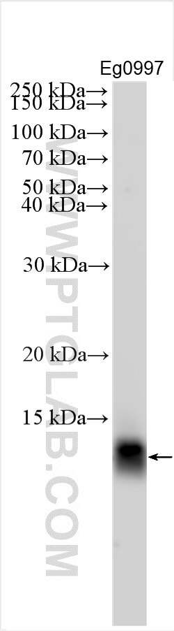 WB analysis using 27292-1-AP