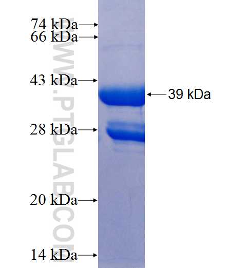 NRG4 fusion protein Ag1697 SDS-PAGE