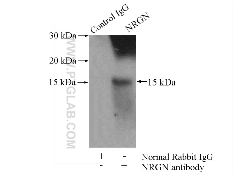Immunoprecipitation (IP) experiment of mouse brain tissue using Neurogranin Polyclonal antibody (10440-1-AP)