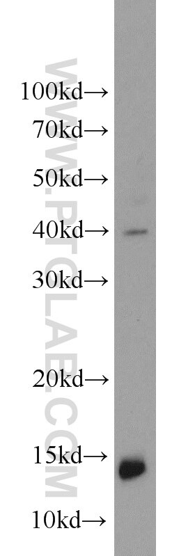 Western Blot (WB) analysis of mouse brain tissue using Neurogranin Polyclonal antibody (10440-1-AP)