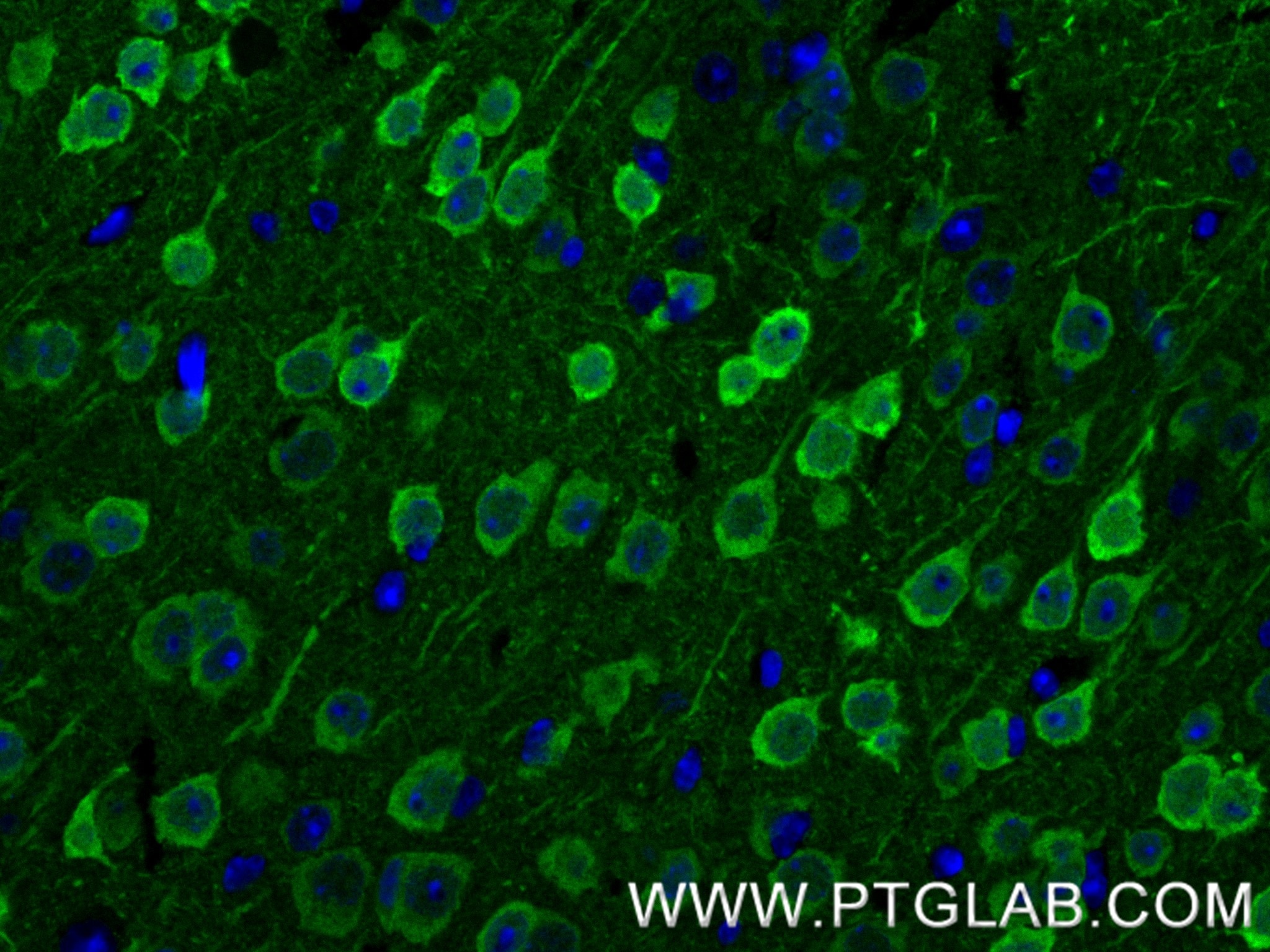Immunofluorescence (IF) / fluorescent staining of mouse brain tissue using Neurogranin Recombinant monoclonal antibody (83593-5-RR)
