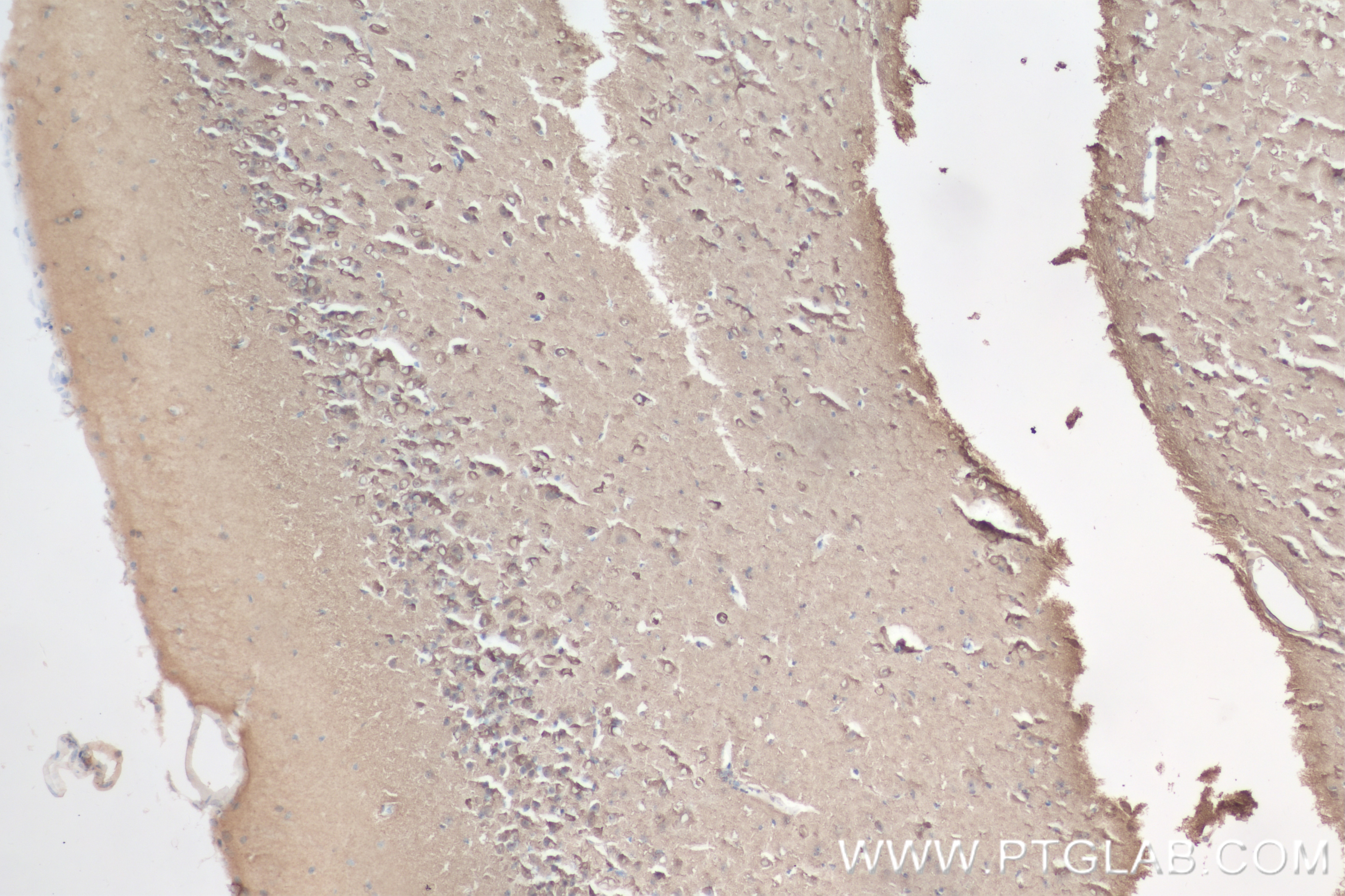 Immunohistochemistry (IHC) staining of mouse brain tissue using Neurogranin Recombinant antibody (83593-5-RR)