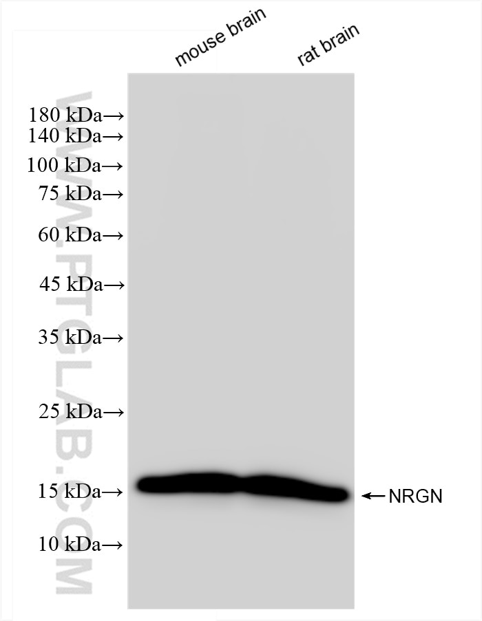 Western Blot (WB) analysis of various lysates using Neurogranin Recombinant antibody (83593-5-RR)