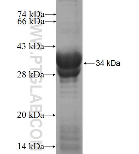NRGN fusion protein Ag0676 SDS-PAGE