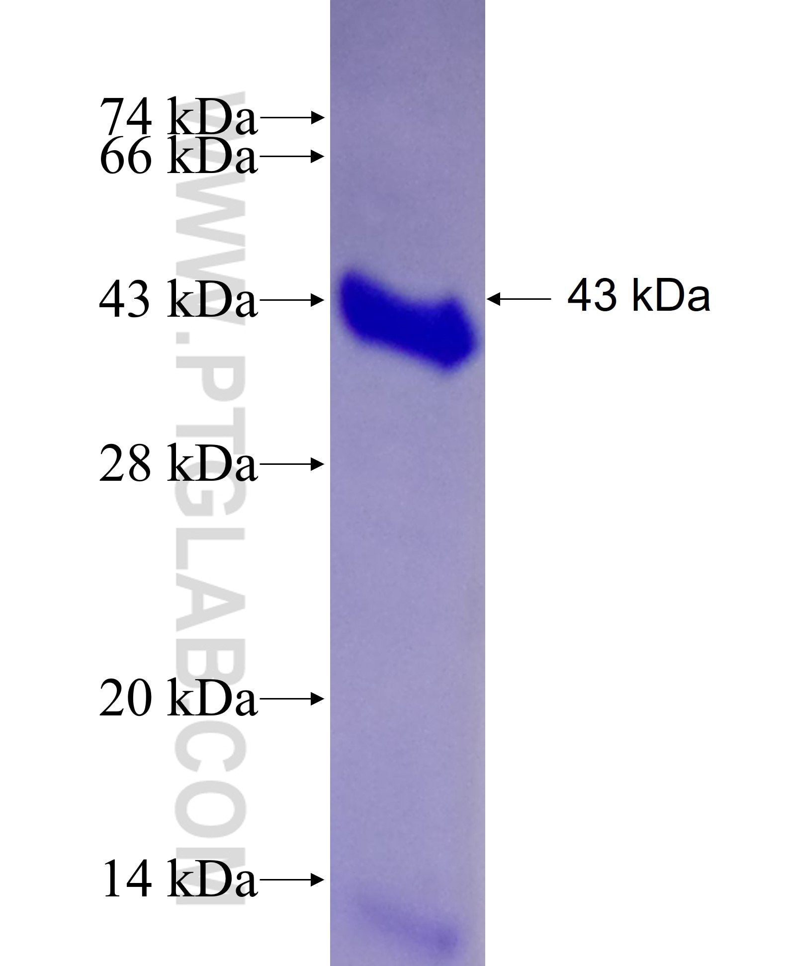 NRIP1 fusion protein Ag26614 SDS-PAGE