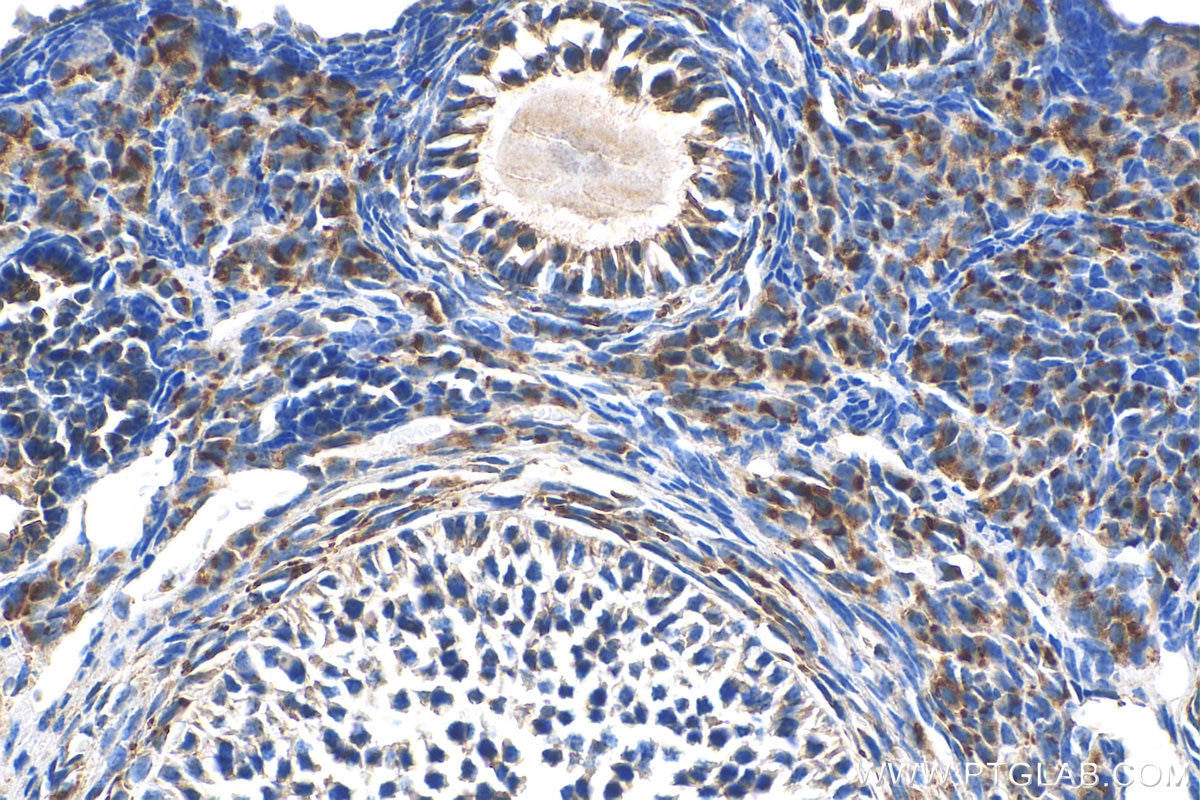 Immunohistochemistry (IHC) staining of mouse ovary tissue using NRIP3 Polyclonal antibody (15664-1-AP)