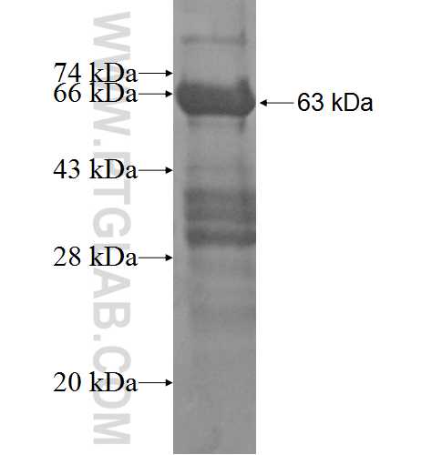 NRIP3 fusion protein Ag8097 SDS-PAGE