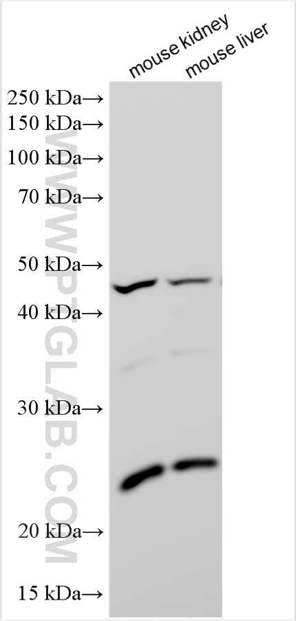 WB analysis using 23805-1-AP (same clone as 23805-1-PBS) Western Blot (WB) analysis of various lysates using NRK1 Polyclonal antibody (23805-1-AP)