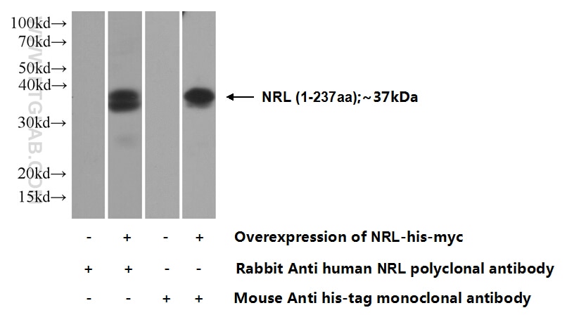 Western Blot (WB) analysis of Transfected HEK-293 cells using NRL Polyclonal antibody (17388-1-AP)
