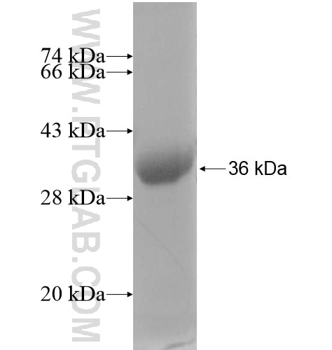 NRL fusion protein Ag11266 SDS-PAGE