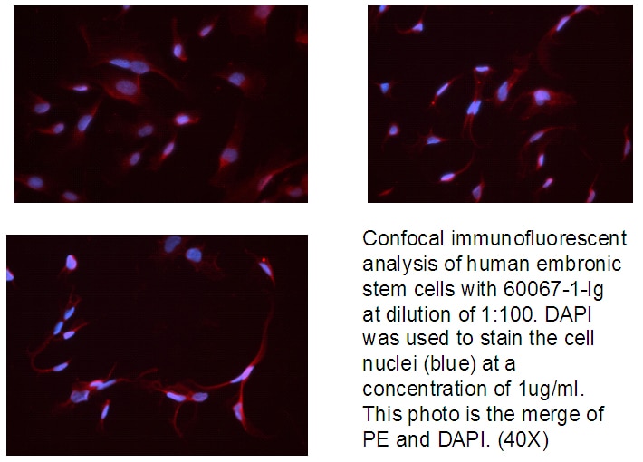 Immunofluorescence (IF) / fluorescent staining of human embronic stem cells using Neuropilin 1 Monoclonal antibody (60067-1-Ig)