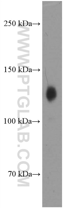Western Blot (WB) analysis of pig brain tissue using Neuropilin 1 Monoclonal antibody (60067-1-Ig)