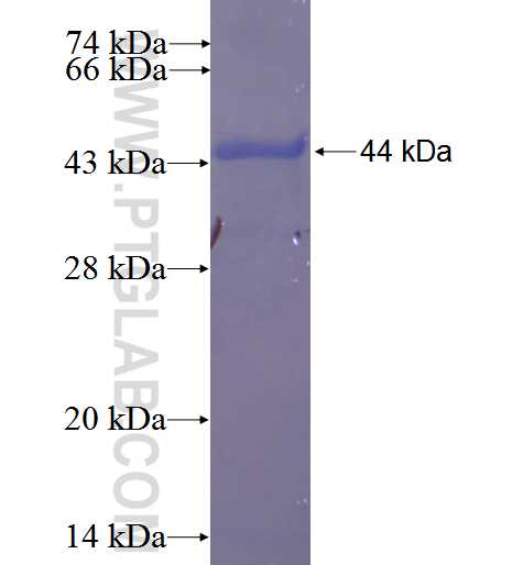 NRP1 fusion protein Ag23538 SDS-PAGE